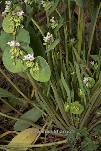 claytonia parviflora ssp parviflora 5 graphic